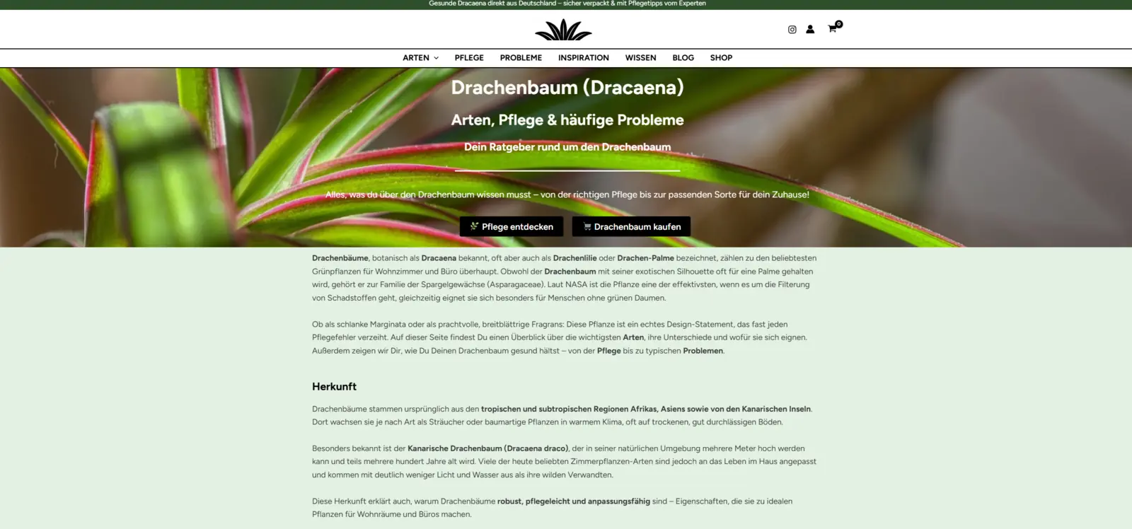 Screenshot der Startseite von mein-drachenbaum.de